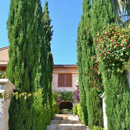 Acacia كالكان